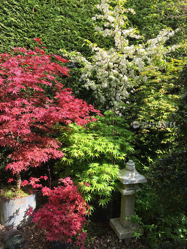 日本庭院花园的形象与红绿枫树/棕榈槭树，花岗岩柱灯笼，开花的海棠树与小白花，灰色鹅卵石作为覆盖，由修剪过的针叶树篱笆墙，利兰柏树/利兰地篱
